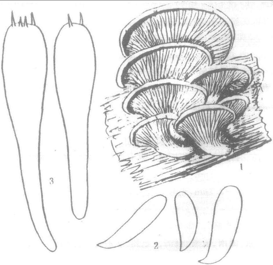 1.糙皮侧耳 (图12)